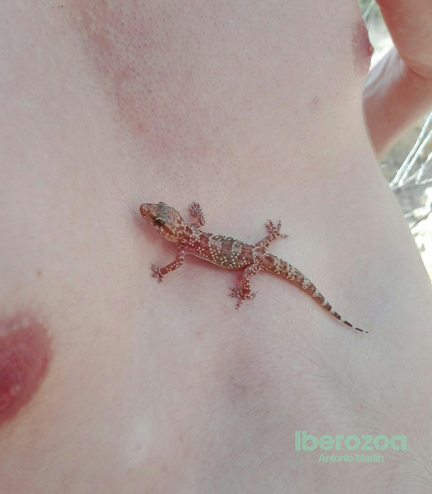 Salamanquesas geckos Iberozoa salamanquesas-geckos-iberozoa