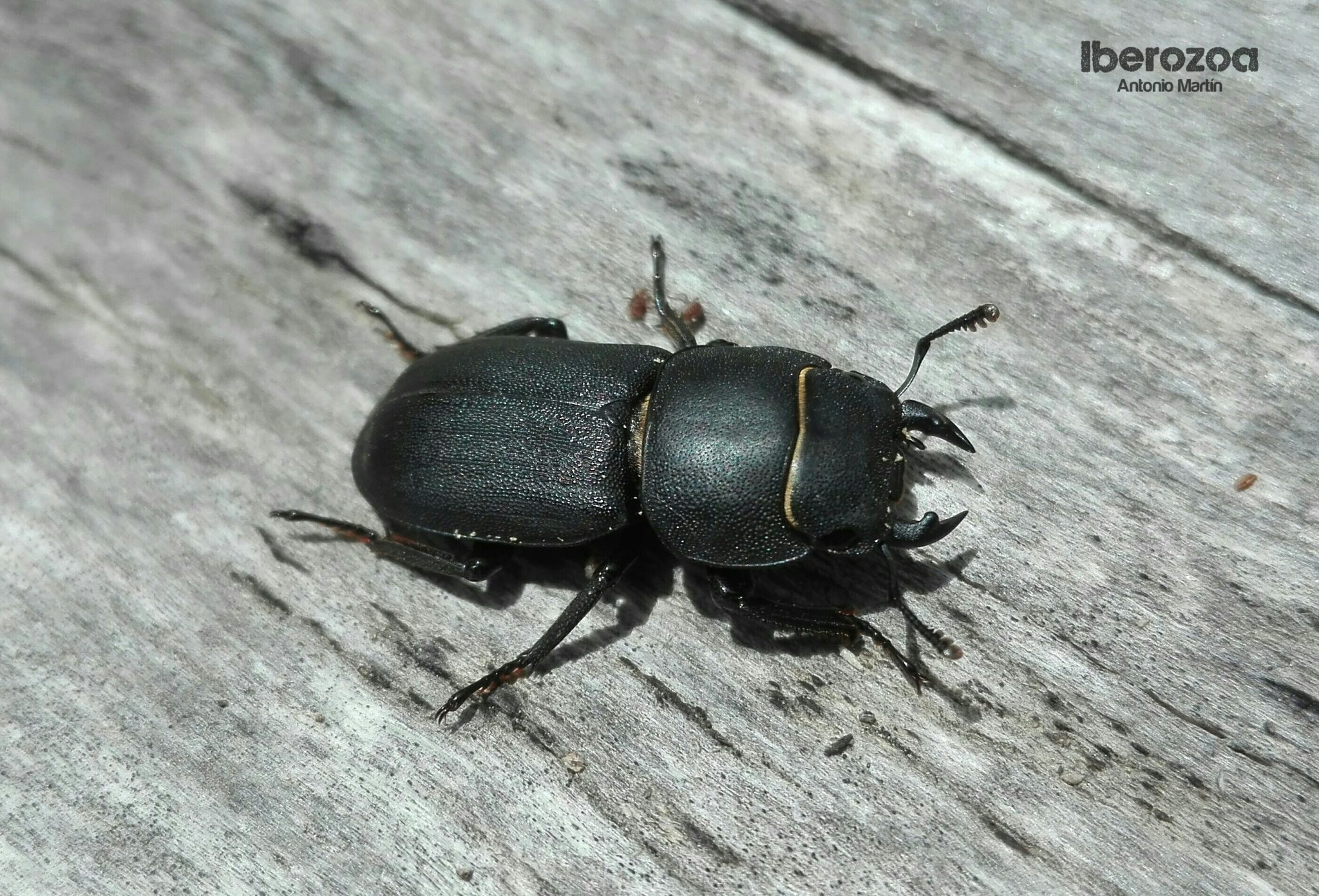 🪲 Escarabajos (Orden Coleóptera) – Iberozoa