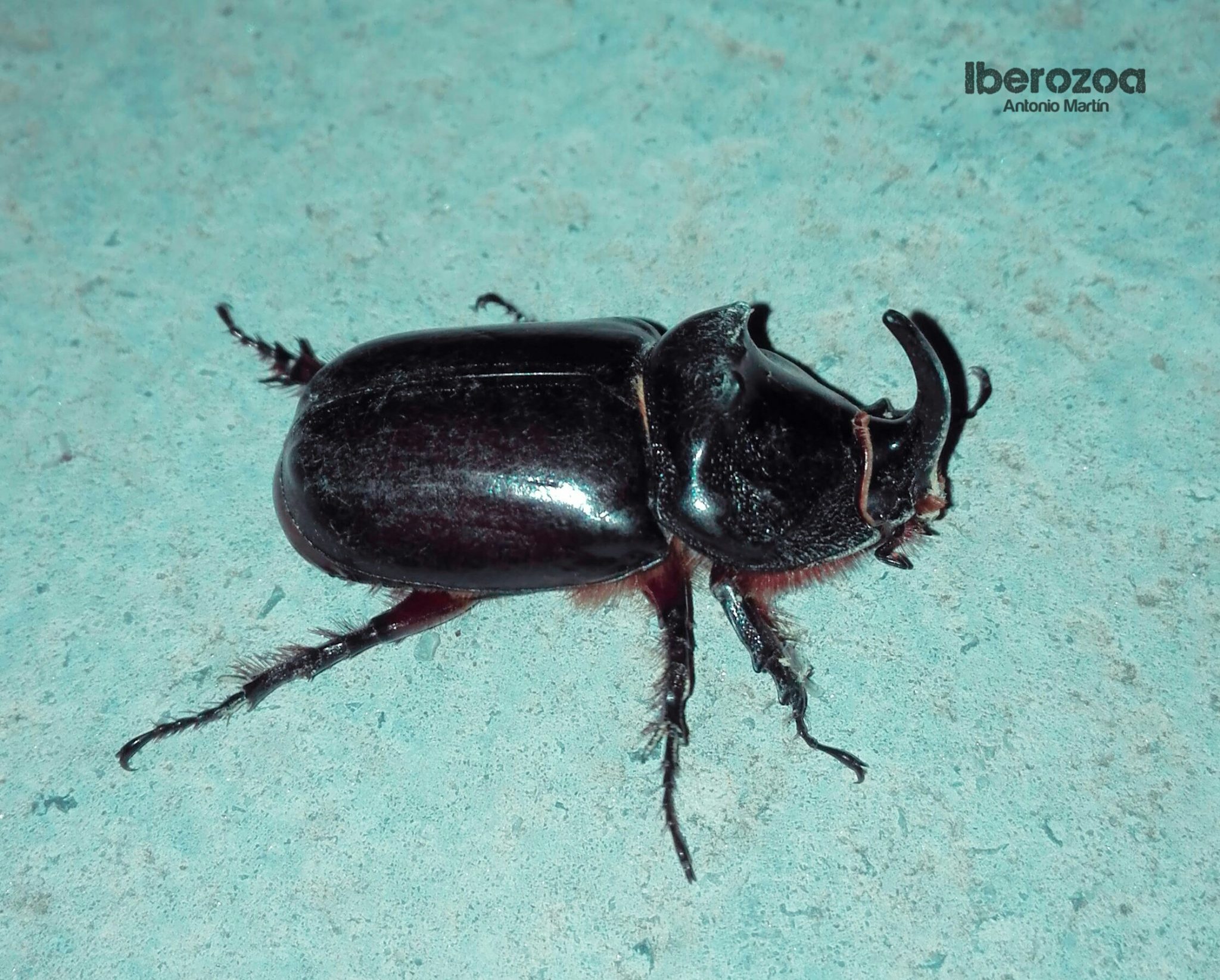 🪲 Escarabajos (Orden Coleóptera) – Iberozoa