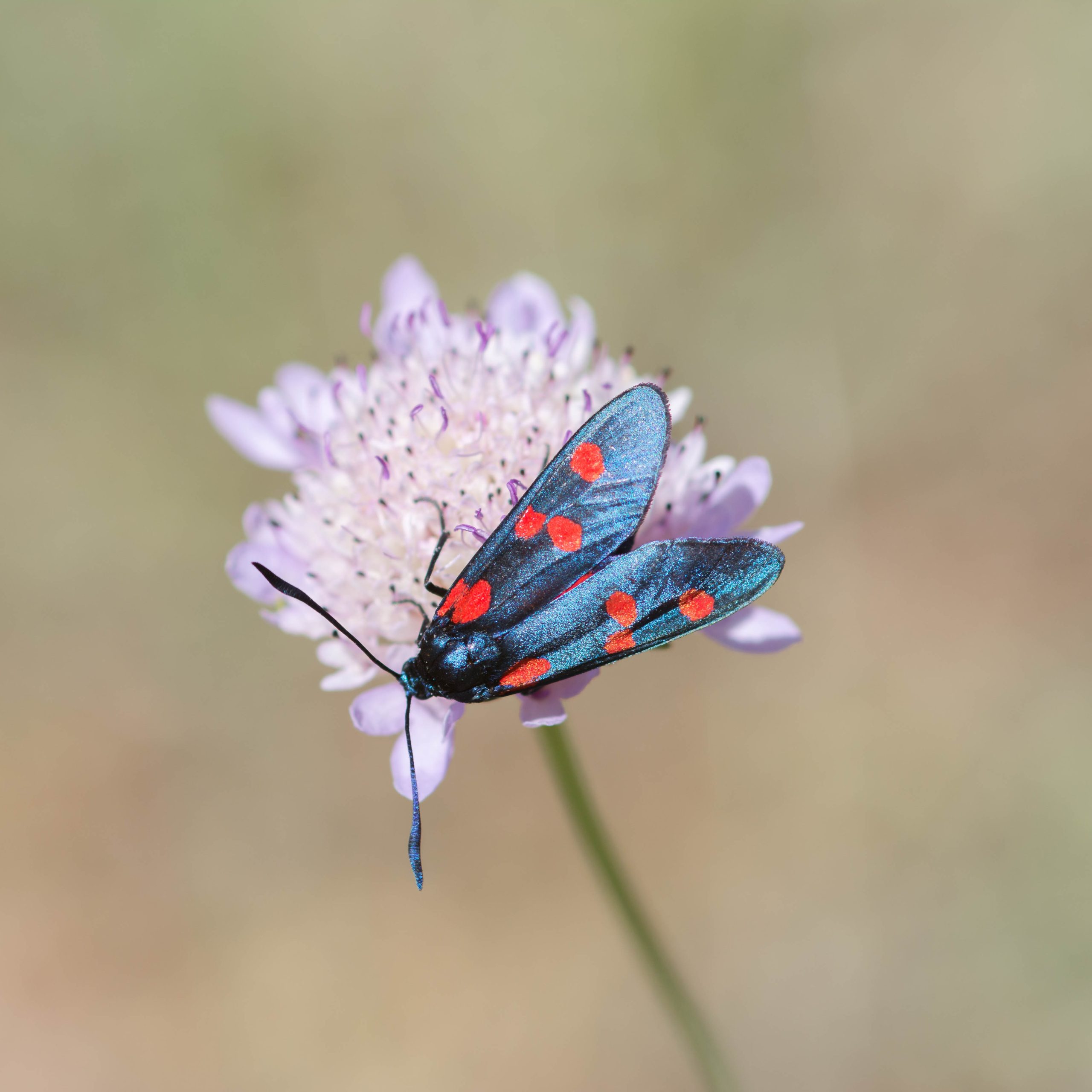 Petos Insectos OBJETIVO SAGA PEDO – Iberozoa