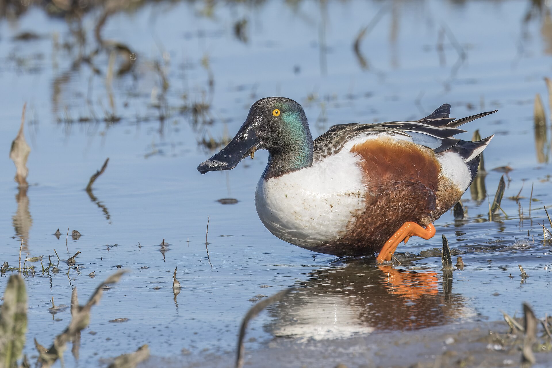 Macho de cuchara común (Spatula clypeata) nadando, una de las aves acuáticas que inverna en los humedales de España