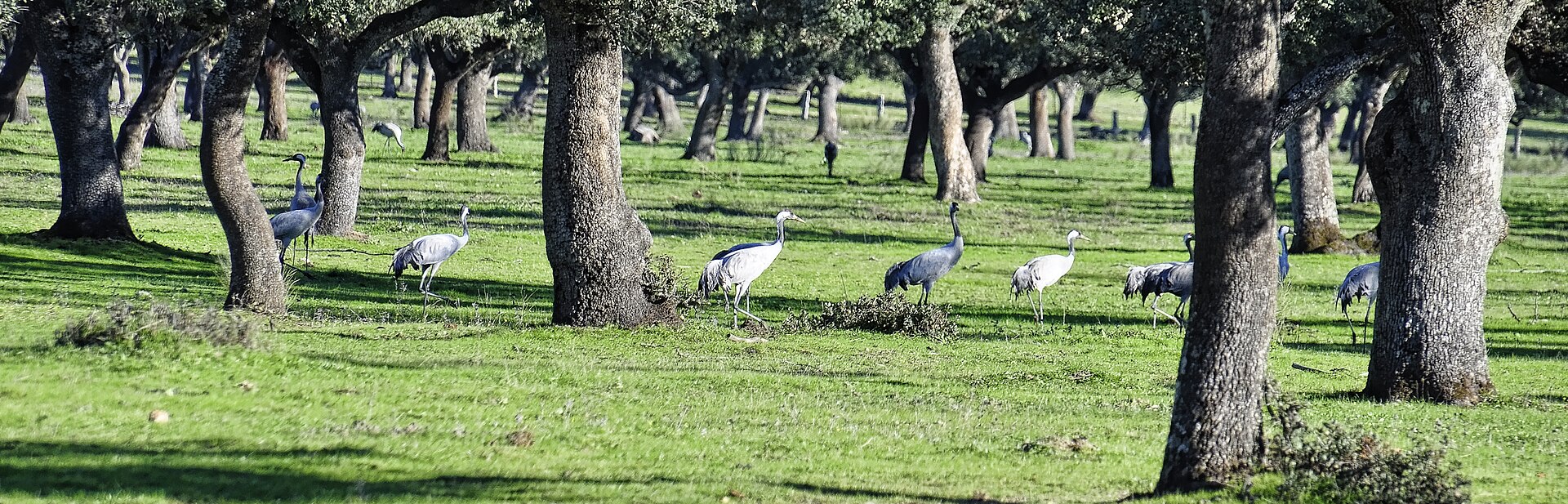 Grullas comunes (Grus grus) alimentándose en una dehesa de encinas en invierno