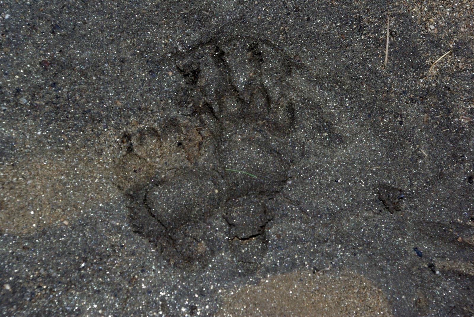Huellas de tejón en barro con cinco dedos alineados y marcas de garras largas